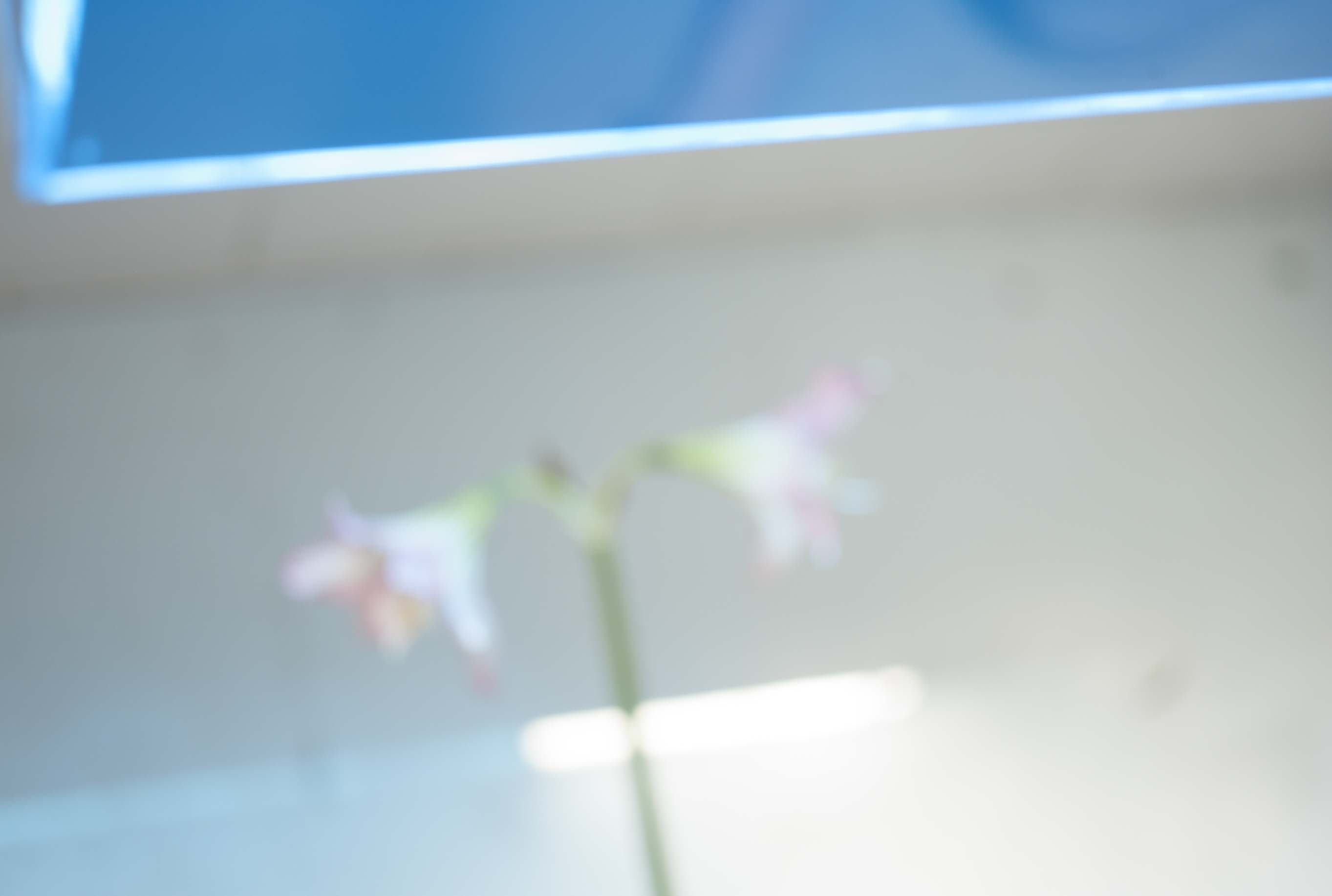 「wall flower」Photo by Kyoji Takahashi
